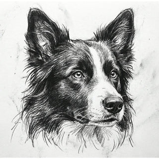 "Monochrome Intelligence" Border Collie - Chromatic Canines Series Print